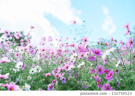 Cosmos field in the park Cosmos field in the park 132750523