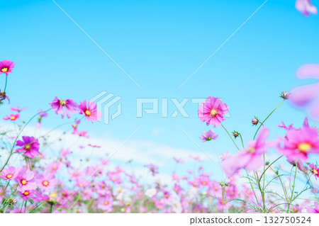 在公園裡的波斯菊 在公園裡的波斯菊 132750524