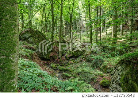 Beautiful green forest Hiking path with Sandstone chalk rock formations in Berdorf Mullerthal Luxembourg 132750548
