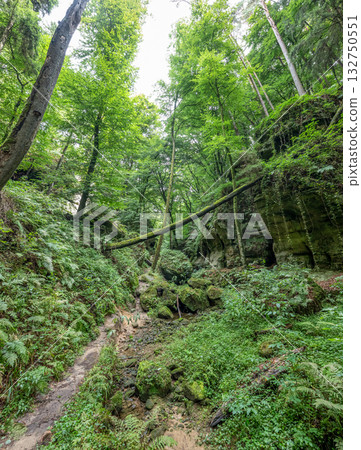 Beautiful green forest Hiking path with Sandstone chalk rock formations in Berdorf Mullerthal Luxembourg 132750551