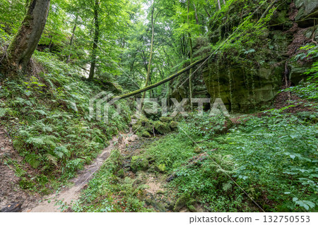 Beautiful green forest Hiking path with Sandstone chalk rock formations in Berdorf Mullerthal Luxembourg Beautiful green forest Hiking path with Sandstone chalk rock formations in Berdorf Mullerthal Luxembourg 132750553