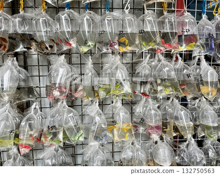 在香港發現的金魚店 132750563