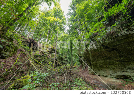 Beautiful green forest Hiking path with Sandstone chalk rock formations in Berdorf Mullerthal Luxembourg Beautiful green forest Hiking path with Sandstone chalk rock formations in Berdorf Mullerthal Luxembourg 132750568