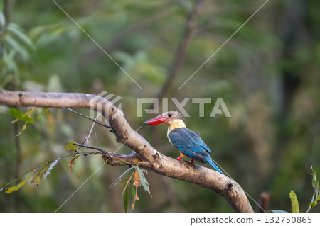 stork billed kingfisher or tree kingfisher Pelargopsis capensis bird perch in natural green background during summer season safari at jim corbett national park forest tiger reserve uttarakhand india 132750865