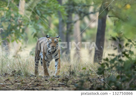 wild female bengal tiger or panthera tigris on prowl in morning safari territory marking in natural scenic winter background bandhavgarh national park forest tiger reserve madhya pradesh india asia wild female bengal tiger or panthera tigris on prowl in morning safari territory marking in natural scenic winter background bandhavgarh national park forest tiger reserve madhya pradesh india asia 132750866