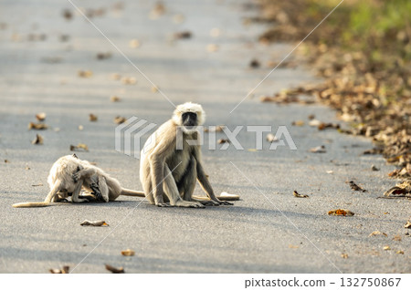 Tarai gray langur or Semnopithecus hector an Old World monkey caring mother and her fawn sitting on tar road or safari track in forest at pilibhit national park tiger reserve uttar pradesh india asia Tarai gray langur or Semnopithecus hector an Old World monkey caring mother and her fawn sitting on tar road or safari track in forest at pilibhit national park tiger reserve uttar pradesh india asia 132750867