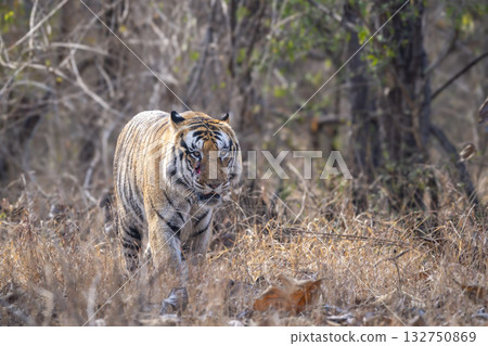 wild male bengal tiger or panthera tigris head on walking with eye contact at panna national park forest reserve madhya pradesh india during summer season morning safari wild male bengal tiger or panthera tigris head on walking with eye contact at panna national park forest reserve madhya pradesh india during summer season morning safari 132750869