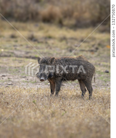 wild male Indian boar or Andamanese pig or Moupin pig or Sus scrofa cristatus in natural scenic green open field grassland area at bandhavgarh national park forest tiger reserve rajasthan india asia 132750870