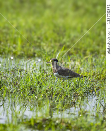 Yellow wattled lapwing or Vanellus malabaricus portrait in natural green grass in winter morning season safari at wetland of keoladeo national park or bharatpur bird sanctuary rajasthan india Yellow wattled lapwing or Vanellus malabaricus portrait in natural green grass in winter morning season safari at wetland of keoladeo national park or bharatpur bird sanctuary rajasthan india 132750871