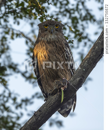 Brown fish owl or Bubo zeylonensis or Ketupa zeylonensis perched on tree after hunt of frog or toad kill in claw winter season safari at ranthambore national park forest tiger reserve rajasthan india 132750872