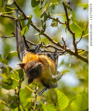 indian flying fox or greater indian fruit bat or Pteropus giganteus face expression closeup portrait hanging on tree wingspan eye contact ranthambore national park forest tiger reserve rajasthan india 132750874