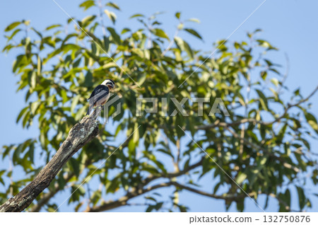 Collared falconet or Microhierax caerulescens bird of prey Falconidae perched high on tree natural blue sky background at dhikala zone jim corbett national park forest tiger reserve uttarakhand india 132750876