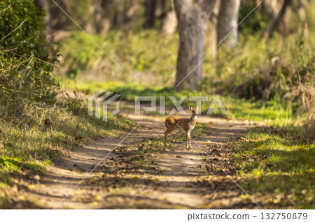 wild spotted deer or chital or axis deer fawn on forest track road block in natural scenic green background in winter season safari at jim corbett national park forest tiger reserve uttarakhand india wild spotted deer or chital or axis deer fawn on forest track road block in natural scenic green background in winter season safari at jim corbett national park forest tiger reserve uttarakhand india 132750879