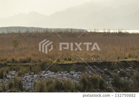Wild female bengal tiger or panthera tigris on prowl for territory marking during winter safari in scenic landscape of dhikala zone at jim corbett national park forest tiger reserve uttarakhand india Wild female bengal tiger or panthera tigris on prowl for territory marking during winter safari in scenic landscape of dhikala zone at jim corbett national park forest tiger reserve uttarakhand india 132750882