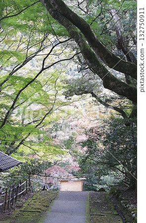 萬恩寺，著名的賞楓勝地：楓葉開始變色 132750911