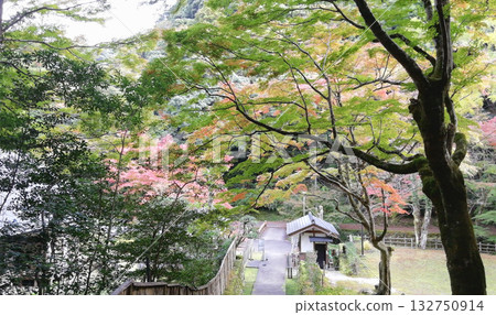 萬恩寺，著名的賞楓勝地：楓葉開始變色 132750914