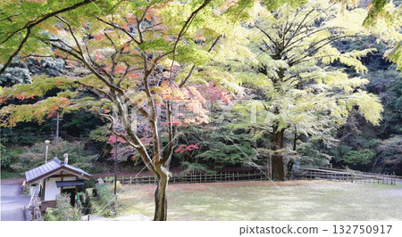 Wan'enji Temple, a famous spot for viewing autumn leaves: Maple leaves beginning to change color Wan'enji Temple, a famous spot for viewing autumn leaves: Maple leaves beginning to change color 132750917