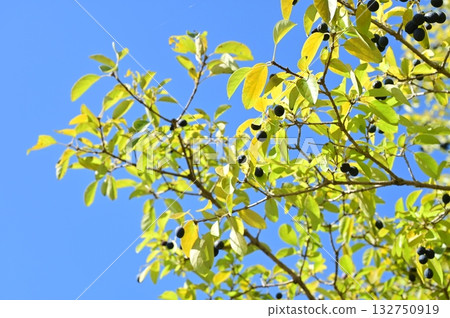 日本冬青(木犀科)的黑色果實 日本冬青(木犀科)的黑色果實 132750919