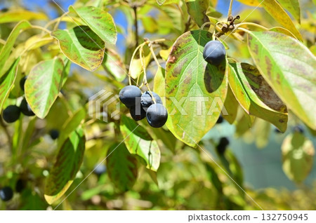 Black fruit of the Japanese holly (Oleaceae family) Black fruit of the Japanese holly (Oleaceae family) 132750945
