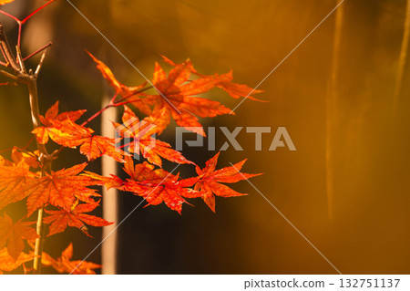 紅楓葉〉 132751137