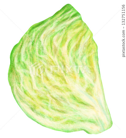 Illustration of a cross section of a cabbage 132751156