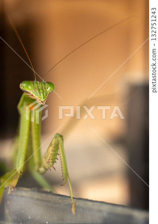 螳螂等待獵物 132751243