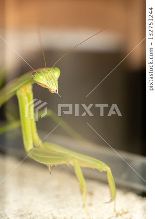 螳螂等待獵物 132751244