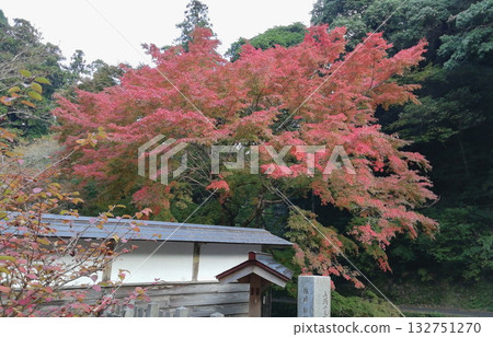 萬恩寺，著名的賞楓勝地：楓葉開始變色 132751270