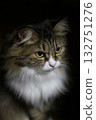 Cat  132751276