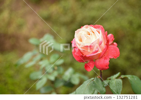 秋雨浸濕的紅白玫瑰 秋雨浸濕的紅白玫瑰 132751281