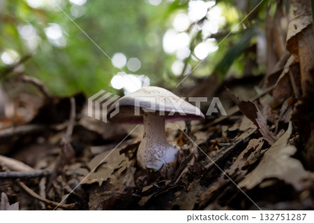 森林中生長的臼藤雲杉 森林中生長的臼藤雲杉 132751287