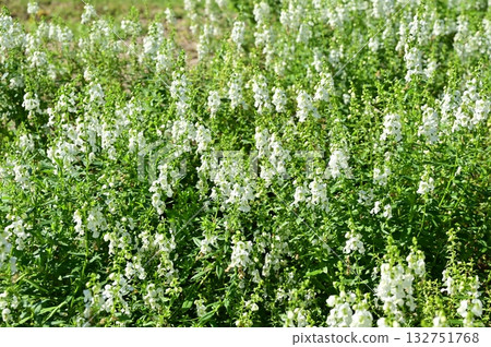 Angelonia (Plantaginaceae) perennial plant 132751768