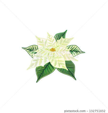 簡約的聖誕紅設計 簡約的聖誕紅設計 132751832