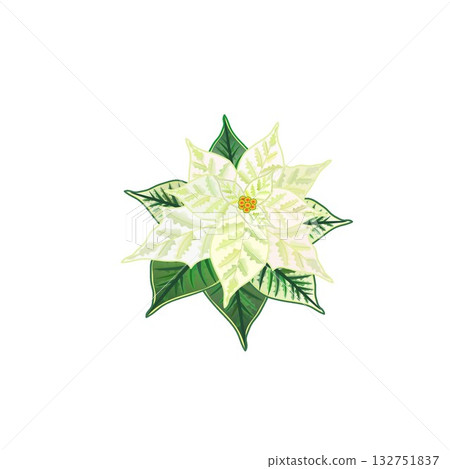 簡約的聖誕紅設計 簡約的聖誕紅設計 132751837