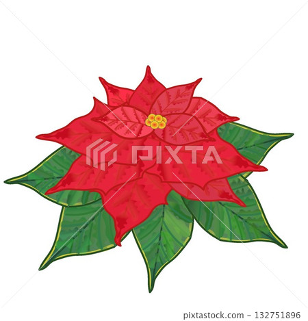 簡約的聖誕紅設計 132751896
