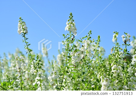 Angelonia (Plantaginaceae) perennial plant Angelonia (Plantaginaceae) perennial plant 132751913
