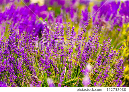 Lavender flowers on field Lavender flowers on field 132752088