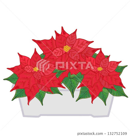 花盆裡種著一品紅 花盆裡種著一品紅 132752109