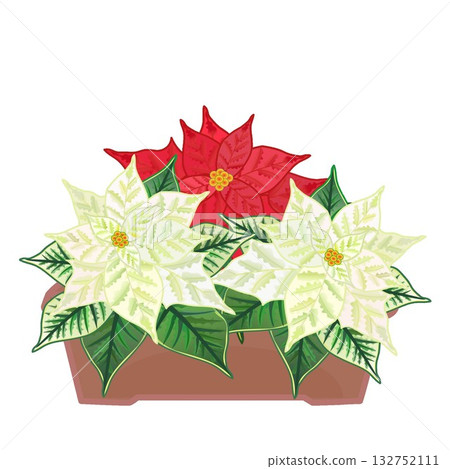 花盆裡種著一品紅 花盆裡種著一品紅 132752111