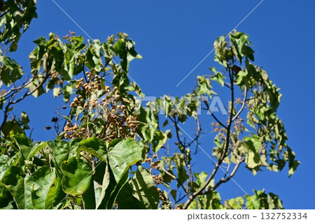Paulownia (Tamobacteraceae) fruit of a deciduous broadleaf tree Paulownia (Tamobacteraceae) fruit of a deciduous broadleaf tree 132752334