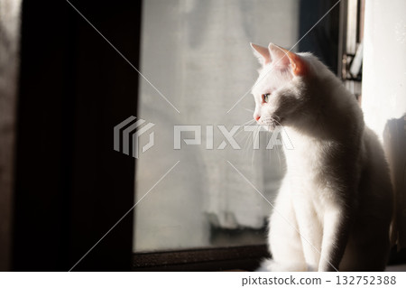 White cat looking out the window 132752388