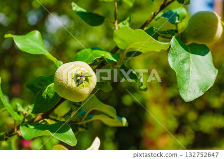 Green quince fruit on tree in garden. Green quince fruit on tree in garden. 132752647