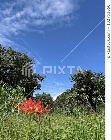 The Arrival of Autumn - Blue Skies and Red Spider Lilies 132753050