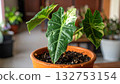 Alocasia variegated in the tree pot 132753154