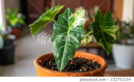 Alocasia variegated in the tree pot 132753154