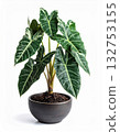 Alocasia variegated in the tree pot 132753155