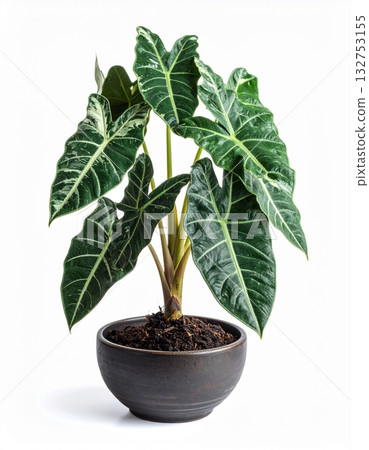 Alocasia variegated in the tree pot 132753155
