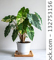 Alocasia variegated in the tree pot 132753156