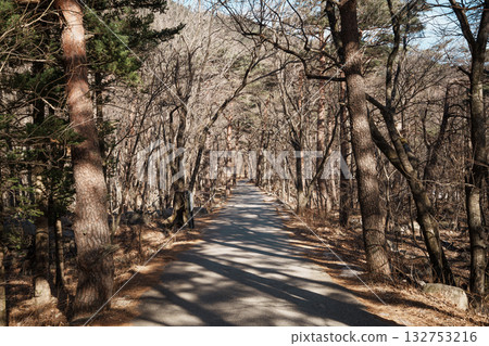 Forest Trail Through Bare Trees at Seoraksan National Park, South Korea 132753216
