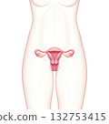 female genitalia 132753415